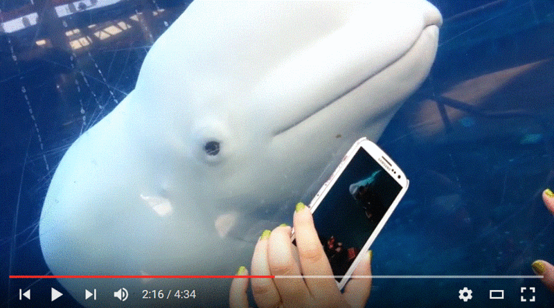 phone plays mariachis for beluga
